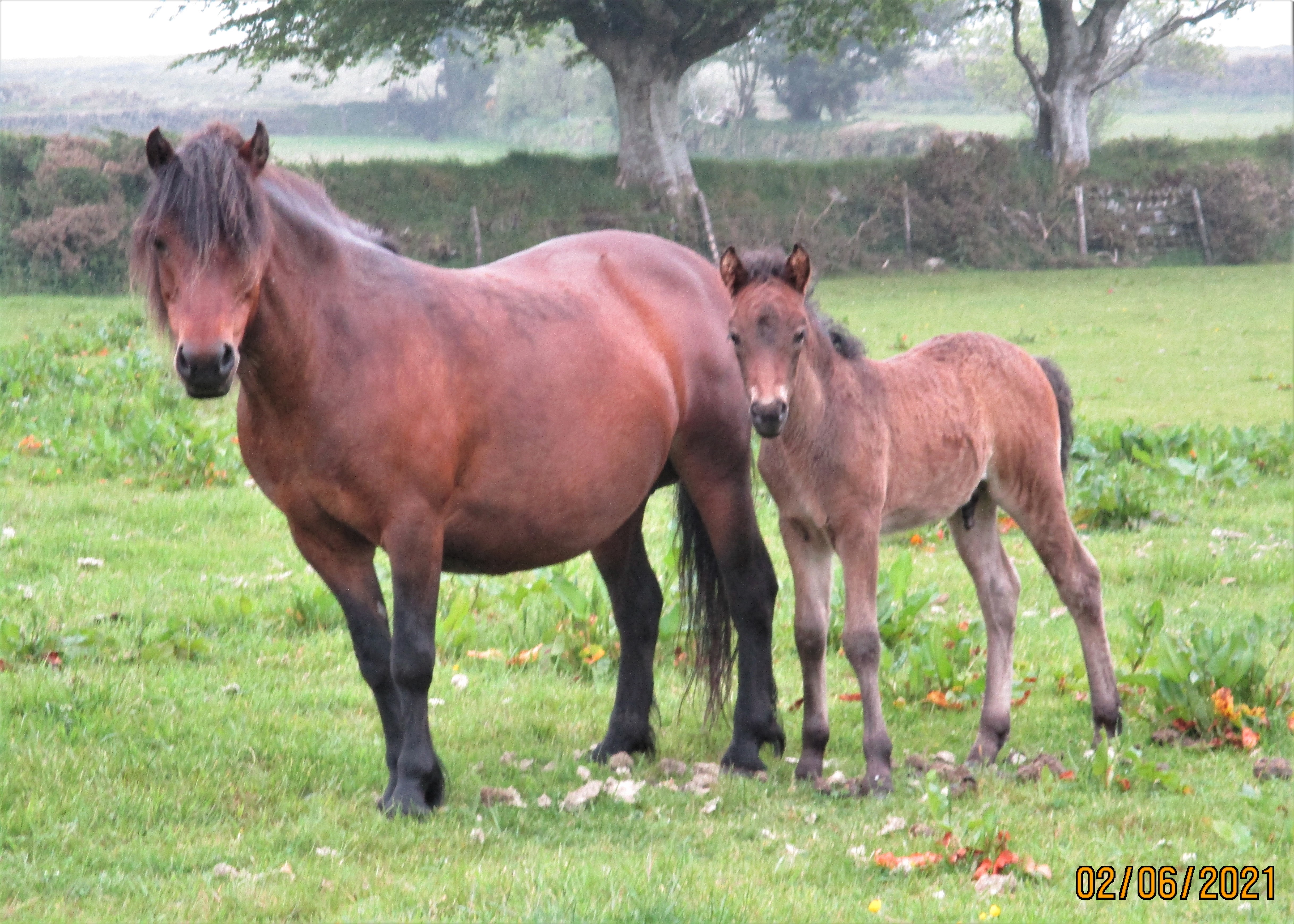 Nuthatch with colt foal by Lobbmill Panache